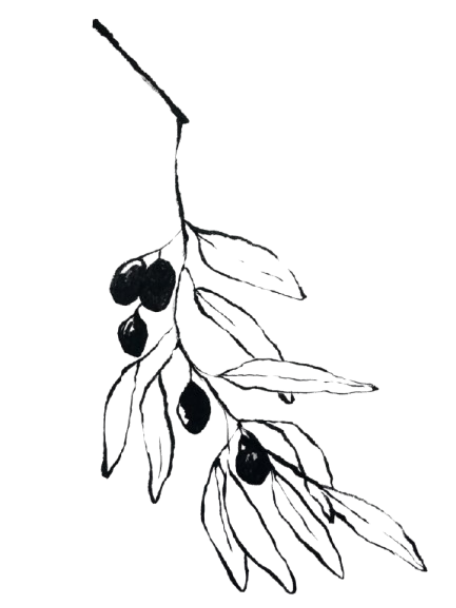 Cold-pressed extra virgin olive branch illustration